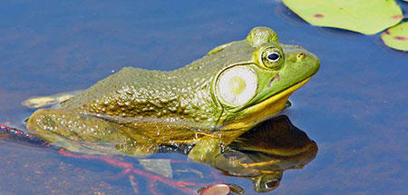 Male bull frog