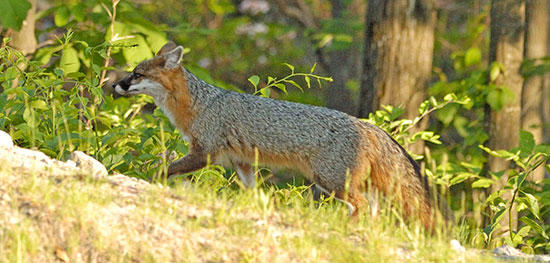Gray fox © Matt Bollus