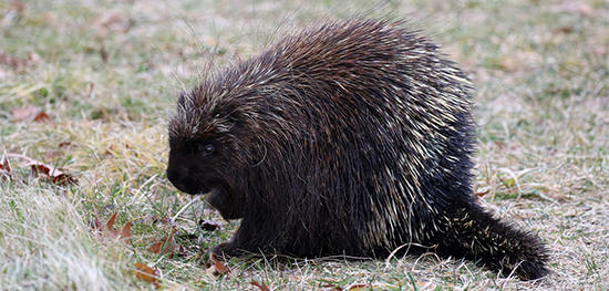 Porcupine at Wachusett Meadow © Gary Kessler