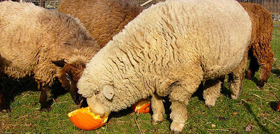 Sheep eating pumpkin