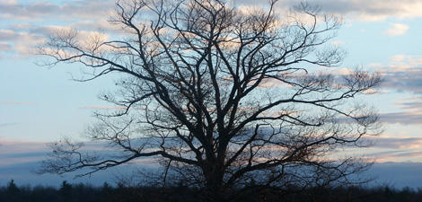 Wachusett Meadow tree silouhetted at sunset