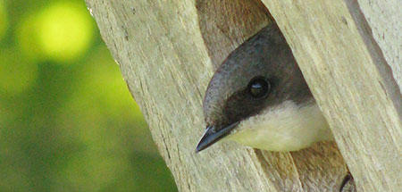 Tree swallow in nest box by Cindy Dunn