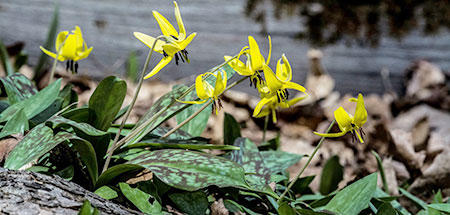 Trout Lily with Leaves © Richard Welch
