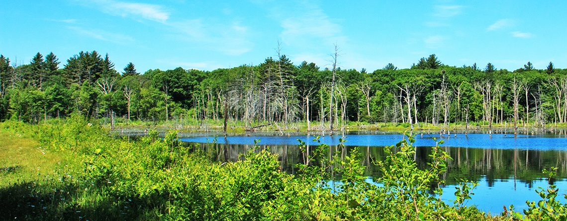 Grass trail and pond at Waseeka Wildlife Sanctuary