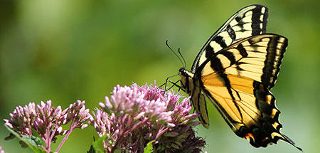 Eastern tiger swallowtail butterfly © Cheryl Rose