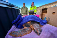 NPS rangers Valora (left) and Farrell (right) with a Great Island loggerhead (Will Freedberg/Mass Audubon)