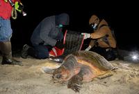 BBC Series Focuses on Sanctuary's Sea Turtle Rescue Program