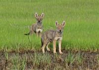 Cape Cod Natural History Conference to Return!