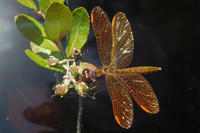 Eastern Amberwing dragonfly © Blair Nikula