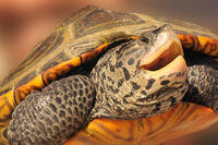 Diamondback Terrapin adult close-up © Terri Munson