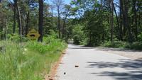 Sanctuary Visitors Urged to Drive Carefully for Box Turtles