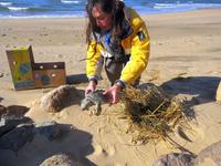 Sea Turtle Rescue Season on Cape Cod