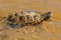 Diamondback Terrapin female swimming in the shallows © Terri Munson