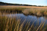Herring River in Wellfleet © Stephen Broker