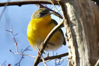 Yellow-breasted Chat (Photo: Mark Faherty)