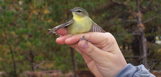 Philadelphia Vireo about to be banded © Elora Grahame