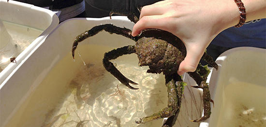Spider Crab handled by a Wellfleet Bay naturalist