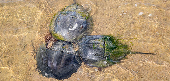 A group of horseshoe crabs in the surf © David Barron