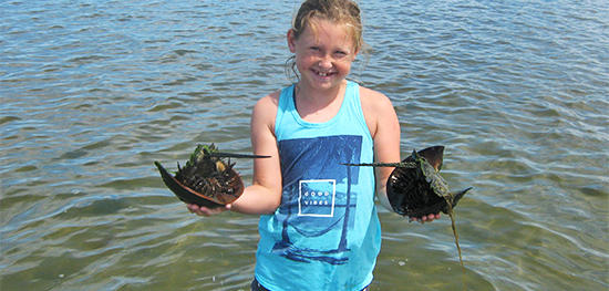 Wellfleet Bay camper with two Horseshoe Crabs