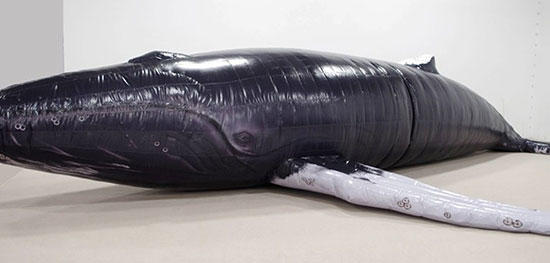Life-sized, inflatable replica of Salt the humpback whale © New England Coastal Wildlife Alliance
