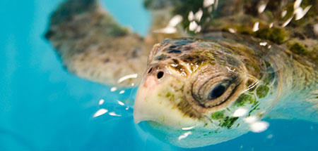 Sea turtle swimming © Karen Strauss