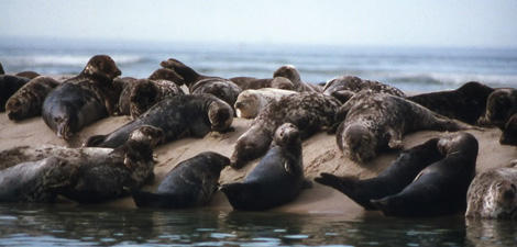 Seals sunning themselves at Wellfleet Bay Wildlife Sanctuary