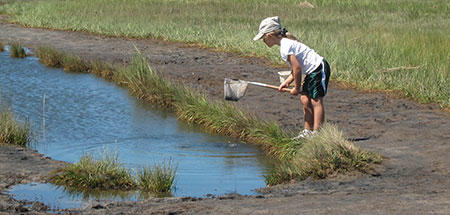 Girl dipping a net in the water at Mass Audubon Wellfleet Bay Wildlife Sanctuary.