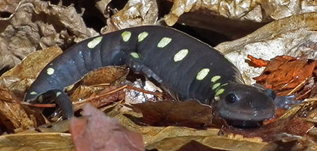 spotted salamander © Joy Marzolf