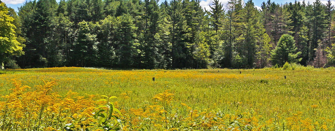 Goldenrod field at West Mountain Wildlife Sanctuary © Richard Johnson