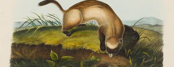 Black-footed Ferret by John Woodhouse Audubon, lithograph with watercolor, 1846