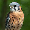 American Kestrel