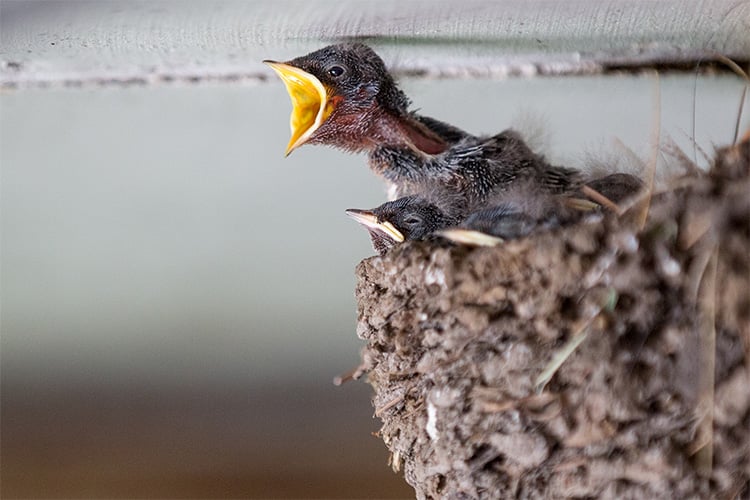 Baby Birds Out Of The Nest