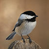black-capped chickadee © Jake LeSuer