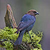 brown-headed cow bird
