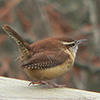 carolina wren