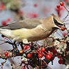 Cedar Waxwings