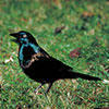 common grackle