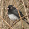 dark-eyed junco © Rene Laubach, Mass Audubon