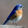 eastern bluebird © Dorrie Holmes