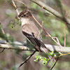 eastern pheobe