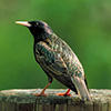 European starling © USFWS