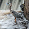 Heron © John Elliott