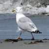 herring gull