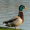 Mallard drake (male) © C. Atamari (Wiki Commons)