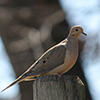 Mourning Dove © Al Caldarelli