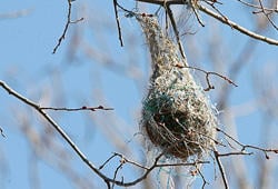 Baltimore oriole nest, © Henry McLin, flickr