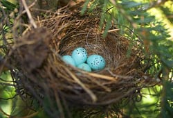 Chipping sparrow nest © podius / 123RF Stock Photo