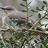 northern mockingbird