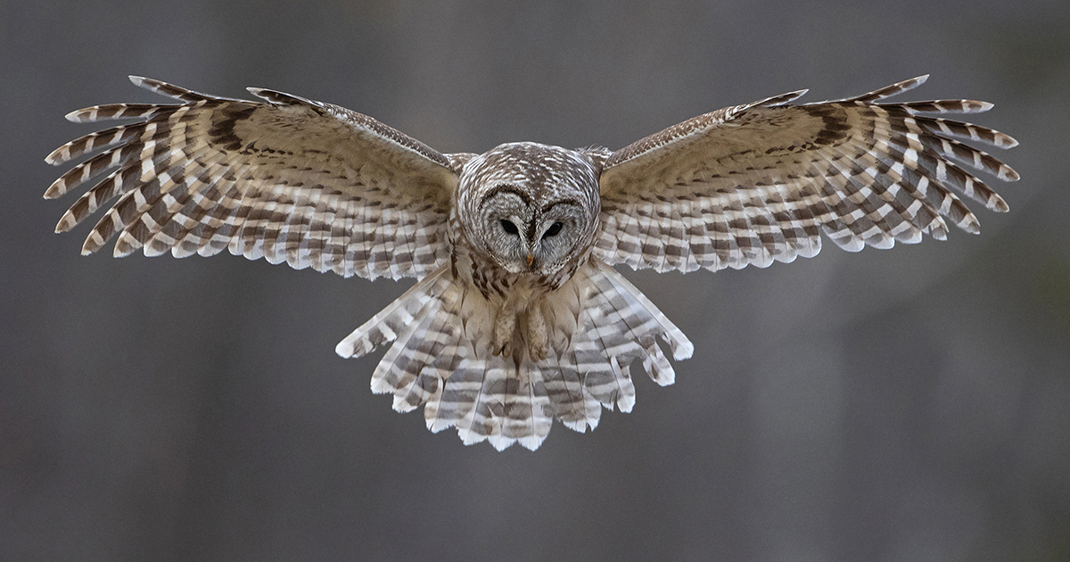 Owls