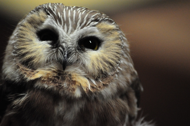 Owl Species Seen In Massachusetts